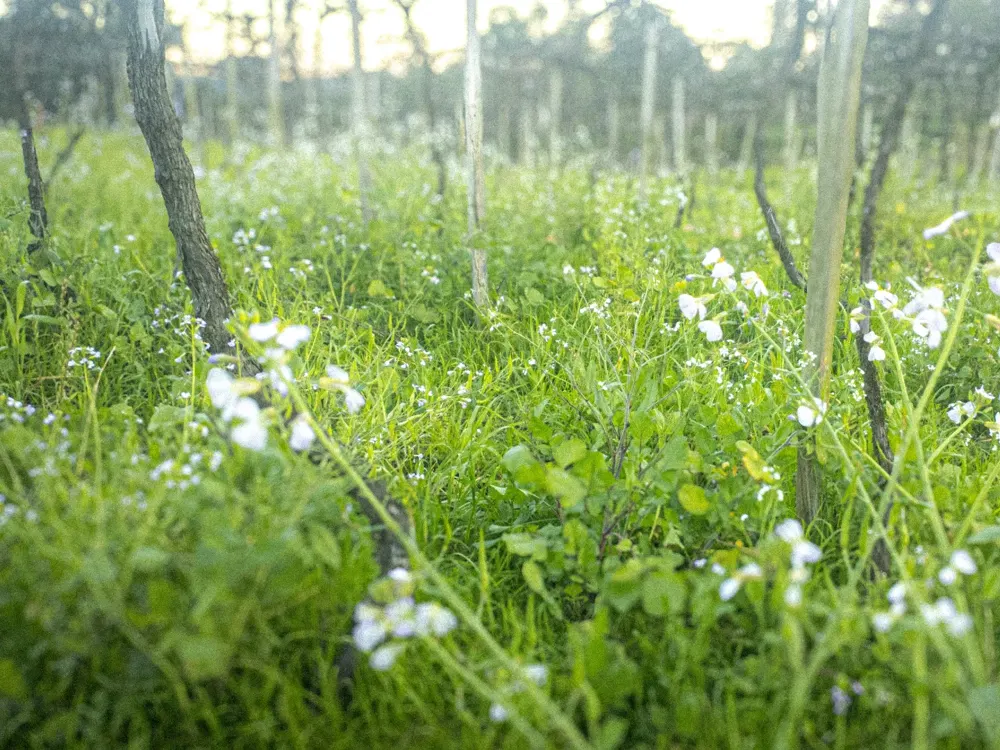 Foto de Luiz Fetter